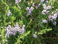 Summer Snapdragon / Angelonia 